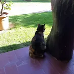 Lupidi