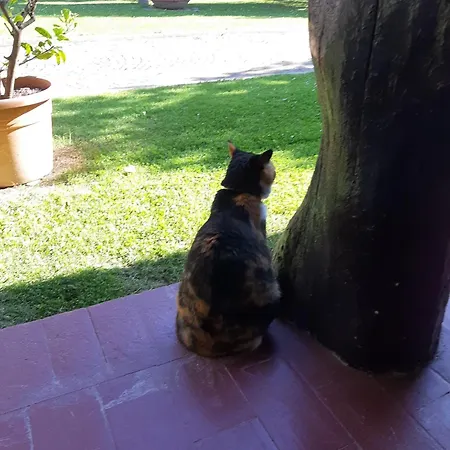Lupidi